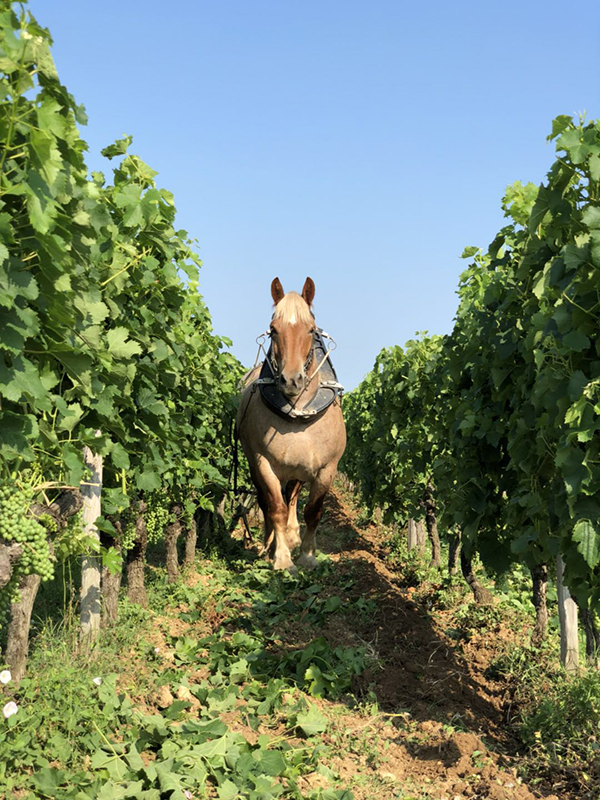 The Draft Horses