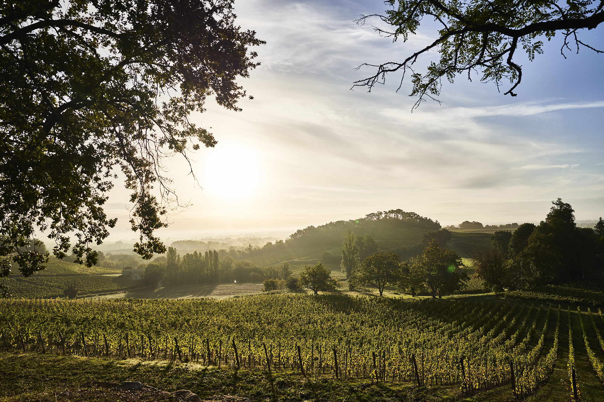 NOTRE VIGNOBLE